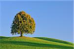 Lime Tree in Autumn, Canton of Zurich, Switzerland