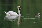 Mute Swan and Cygnet Swimming