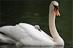 Cygnet on Mute Swan's Back