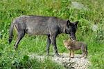 Wolf Licking Pup