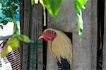 Chicken, Catbalogan, Samar Province, Visayas, Philippines