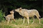 Wolf with Pup