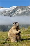 Alpine Marmot