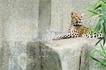 Amur leopard (Panthera pardus orientalis)
