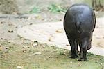 Hippopotamus (Hippopotamus amphibius), rear view