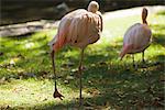 Geringerem Flamingo (Phoenicopterus Moll), im zoo