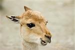 Junge Antilope, close-up