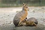 Mother Patagonian Mara, (Dolichotis patagonum) with cub