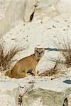 Suricate (Suricata suricatta)