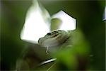 Head of snake hidden in foliage