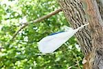 Plastic bag caught on tree