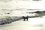 Dog wading at beach