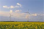 Windpark und Raps Feld, Burgenland, Österreich