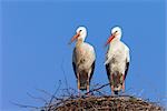 White Storks at Nest