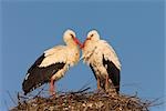 White Storks at Nest