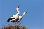 White Storks Calling