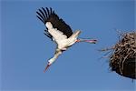 Cigogne blanche laissant nid