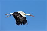 Storch im Flug