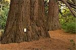 Electrical Outlet on an Old Cedar Tree