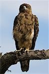 Tawny Eagle, Masai Mara, Kenya