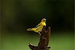 Weaver Bird, Thika, Kenya