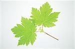 Maple Leaves on White Background