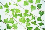 Vine Leaves on White Background