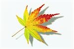 Autumnal Maple Leaf on White Background