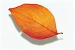 Autumn Leaf on White Background