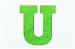Alphabet vert U sur fond blanc