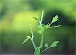 Black Bugbane Herbal Plant