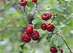 Crataegus Monogyna Berries on Hawthorn Tree