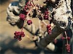 Chocolat vigne fleurs poussent sur les arbres