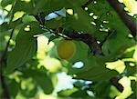 Apricot Growing on An Apricot Tree