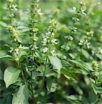 Basil with Blooming Flowers