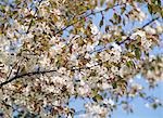 Arbre de la cerise avec Branches fleuries