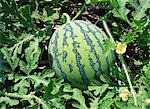 Watermelon in the Field Ready For Harvest