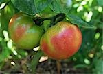 Waterdrops auf gereifter Tomaten