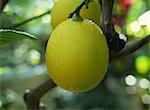 Lemon Growing on Tree