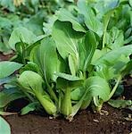 Bok Choy Growing in Field