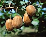 Kiwi-Früchte hängen Branch