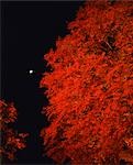 Vue automnales feuilles rouges dans la nuit, Yamaguchi