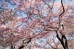 Cerisiers sur fond de ciel bleu