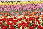 Field of Tulip Flowers