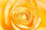 Yellow Rose Flower  Blooming in Springtime