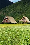 Flower of Rice Field and Japanese Traditional House