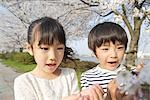 Japanische Kinder betrachten Kirsche Blume
