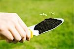 Hands Holding Green Sprouts in Shovel