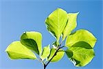 Feuilles vertes sur fond de ciel bleu