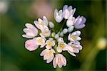 White Allium Flowers